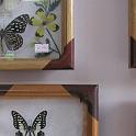 Butterfly selection